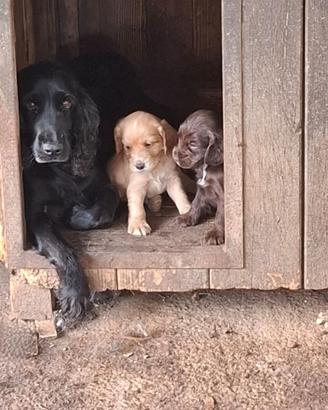 Cuccioli di Cocker Spaniel Inglese con Pedigree
