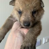 Cuccioli di Cane da Lupo Cecoslovacco CLC