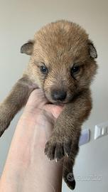 Cuccioli di Cane da Lupo Cecoslovacco CLC