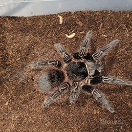 Tarantole baby Lasiodora striatipes migali sling