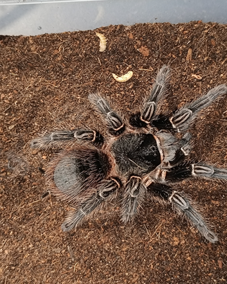 Tarantole baby Lasiodora striatipes migali sling