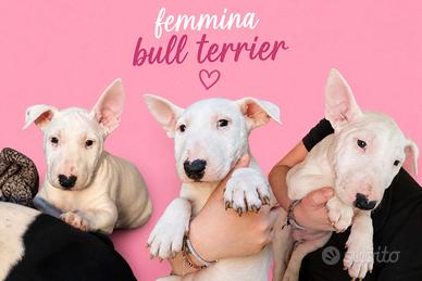 Bull terrier