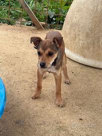 Cucciola in adozione