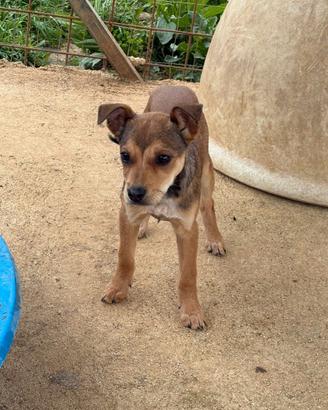 Cucciola in adozione