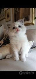 Cuccioli Ragdoll