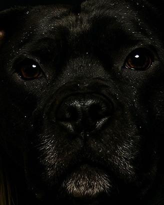 Staffy