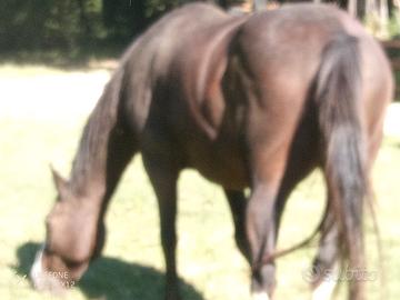 Cavallo castrone quarter horse