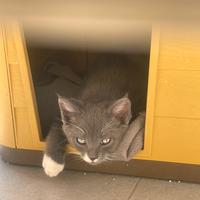 Regalasi gattino