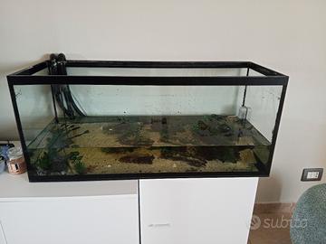 acquario
