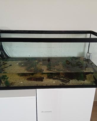 acquario