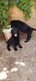 Labrador retriever neri
