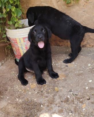 Labrador retriever neri