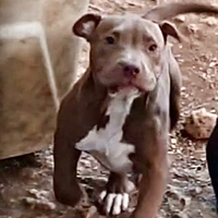 Pitbull