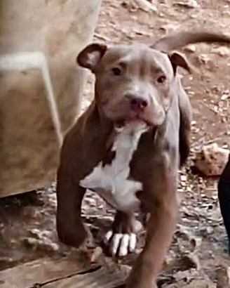 Pitbull