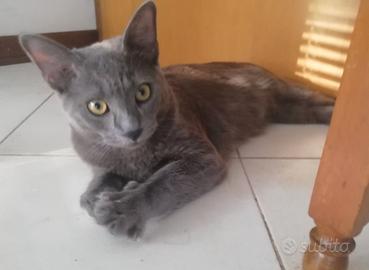 Gatto (simil) certosino