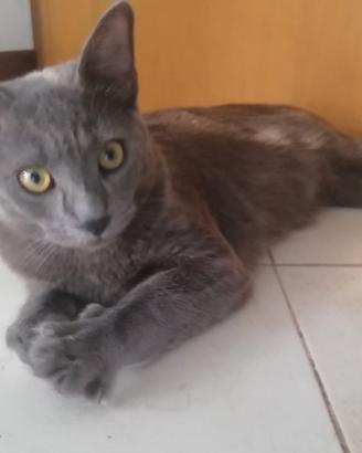 Gatto (simil) certosino
