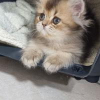 Cuccioli british longhair