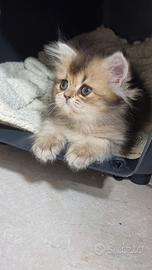 Cuccioli british longhair