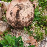 Antica anfora toscana giar