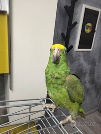 Pappagalli