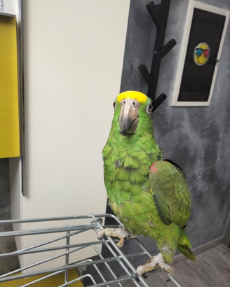 Pappagalli