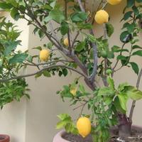 Pianta Limone