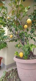 Pianta Limone