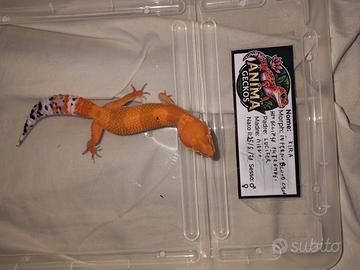Blood Cross het Eclipse pH Tremper