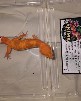 Blood Cross het Eclipse pH Tremper