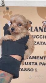 Barboncino Toy albicocca 2M 2F anche a rate