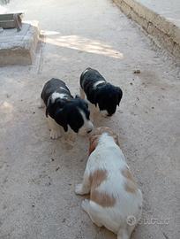 Cucciolo Breton