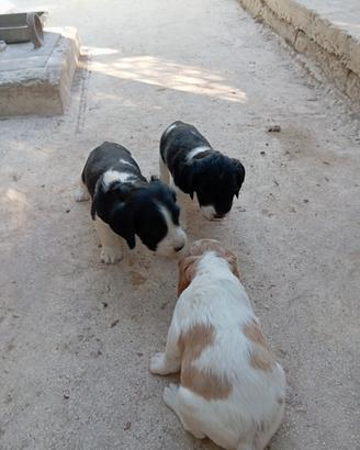Cucciolo Breton
