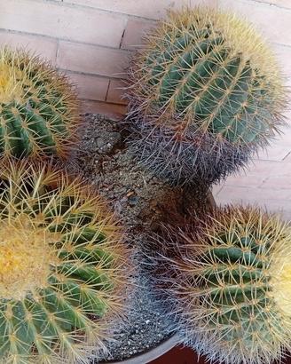 Grande Echinocactus Grusoni quadruplo