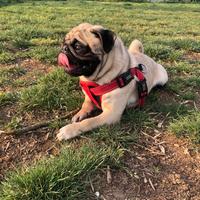 Carlino per accoppiamento