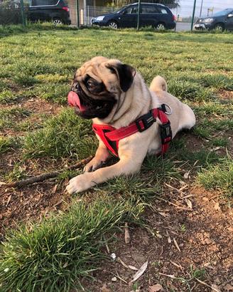 Carlino per accoppiamento