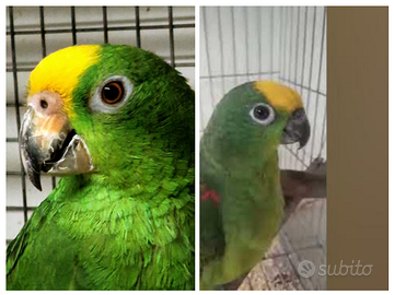 Amazzoni fronte gialla da produzione con documenti