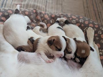 Cuccioli di jack russell tricolor