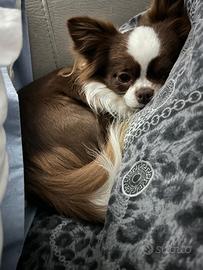 Chihuahua per monta