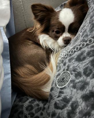 Chihuahua per monta