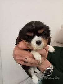 Cavalier King tricolor