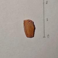 Dente di dinosauro (Raptor)