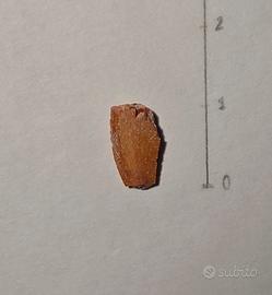 Dente di dinosauro (Raptor)