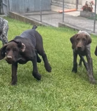 Cuccioli dí kurzhaar