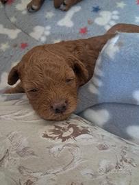 Cuccioli di barboncino