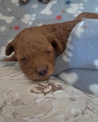 Cuccioli di barboncino