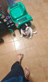 Lagotto romagnolo
