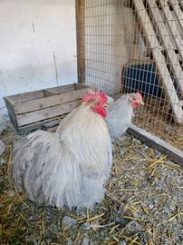Galline ornamentali e bionde
