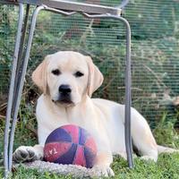 Cuccioli di Labrador Retriever