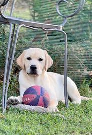 Cuccioli di Labrador Retriever