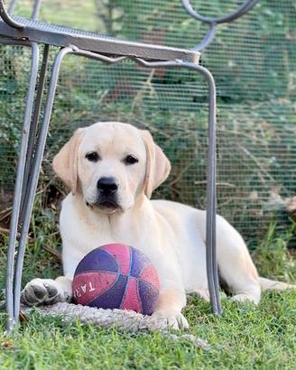 Cuccioli di Labrador Retriever